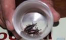 Livramento na vigilância contra a Dengue e a Doença de Chagas 
