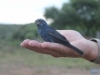 O Azulão mede aproximadamente 15cm de comprimento. O macho possui plumagem totalmente azul-escura quando adulto