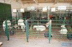 Sindicato Rural locou bretes metálicos da Expointer para melhor acomodar os ovinos da raça Texel
